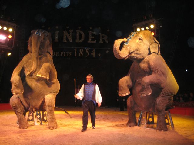 animaux magnifiques au cirque Pinder animaux magnifiques au cirque Pinder